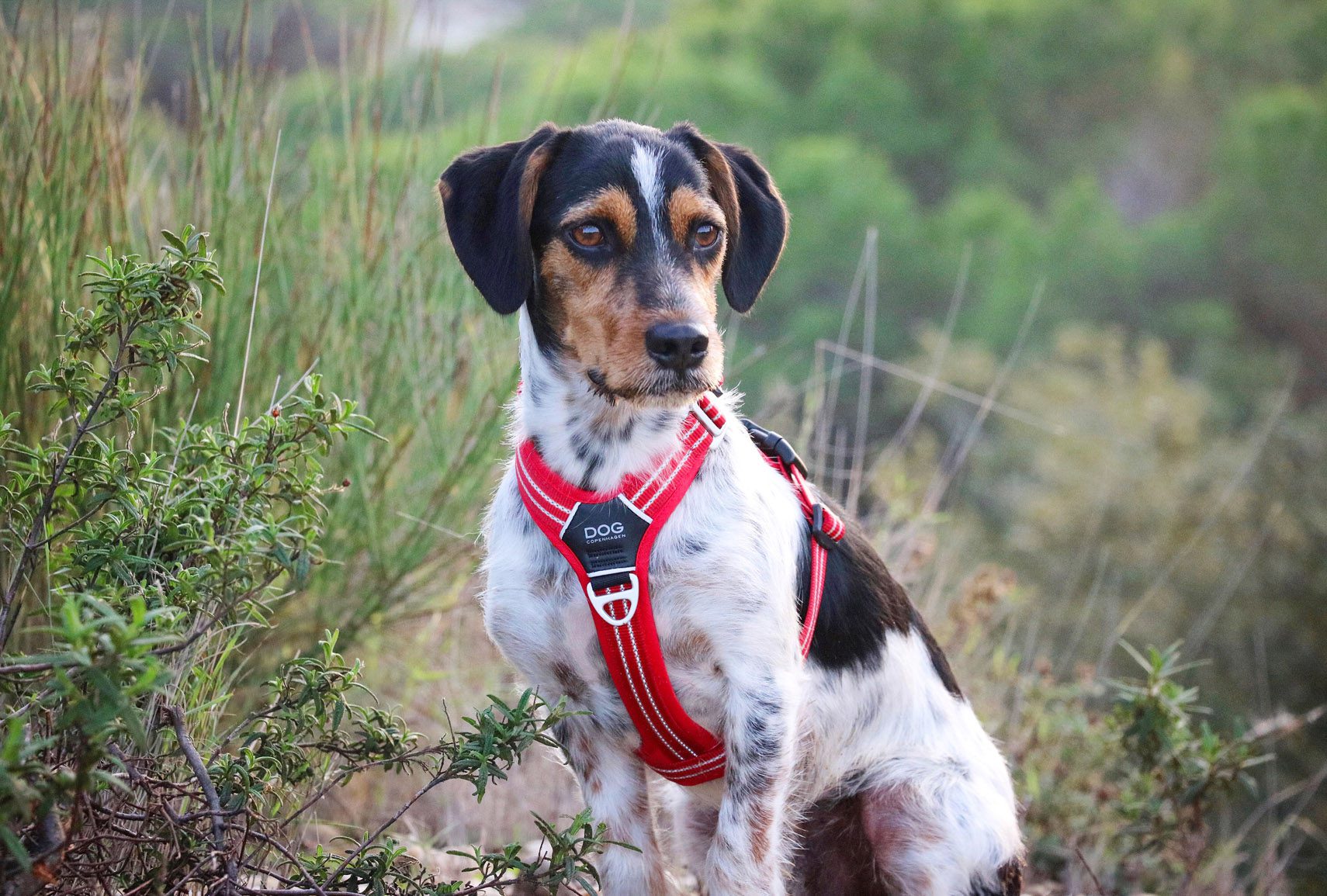 chien portant un harnais en y rouge