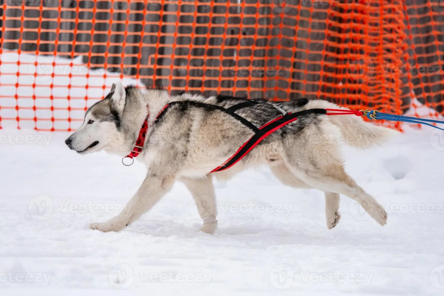 istockphoto-829968196-612x612