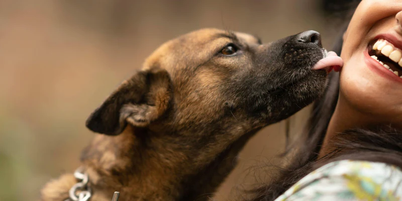 pourquoi mon chien me lèche - chien portant un harnais pour chien qui léche une fille