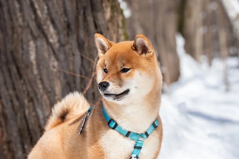 chien portant un harnais en y bleu