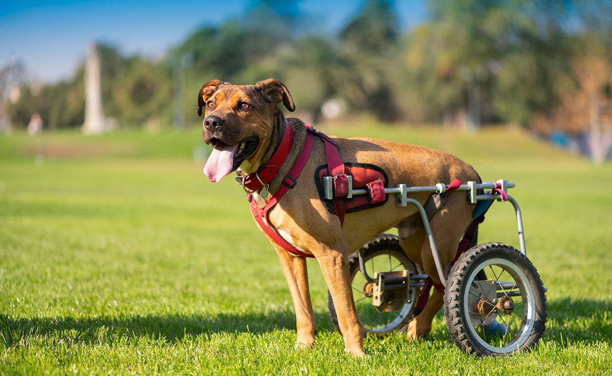 chien portant un harnais pour chien handicapé rouge zenwalk