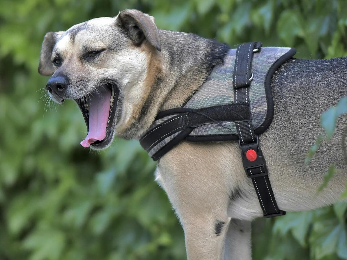 chien qui porte un harnais en T