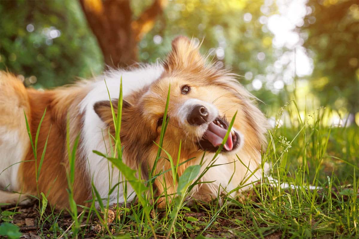 pourquoi mon chien mange de l'herbe - Harnais pour chien