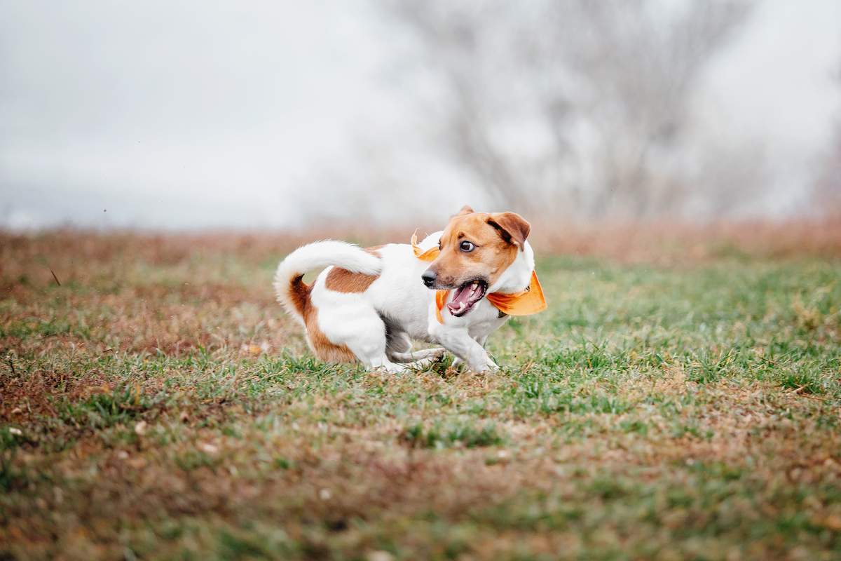 mon chien tourne en rond - chien tournant sur lui même