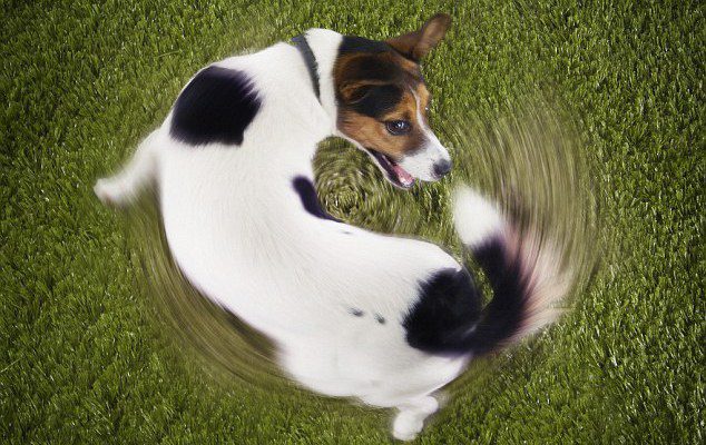 mon chien tourne en rond - chien qui tourne vite sur de l'herbe