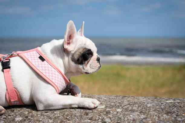 comment choisir un harnais pour chien comment choisir un harnais pour chien, image d'un chien portant un harnais chien anti traction