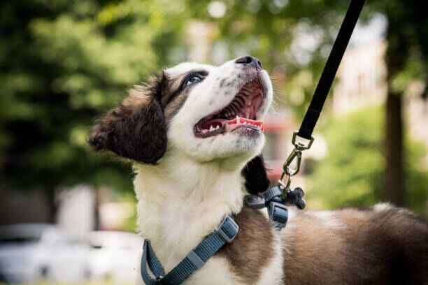 harnais pour chiot - chiot qui porte un harnais anti traction