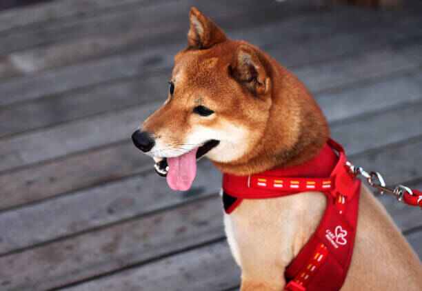 harnais chien - comment choisir un harnais pour chien comment choisir harnais chien - image d'un chien portant un harnais pour chien rouge