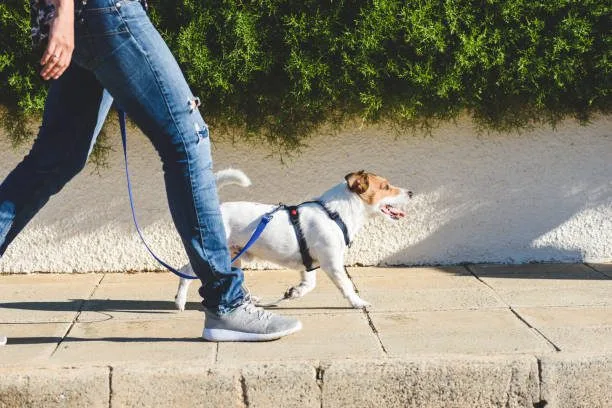Harnais en H - chien portant un harnais zenwalk bleu