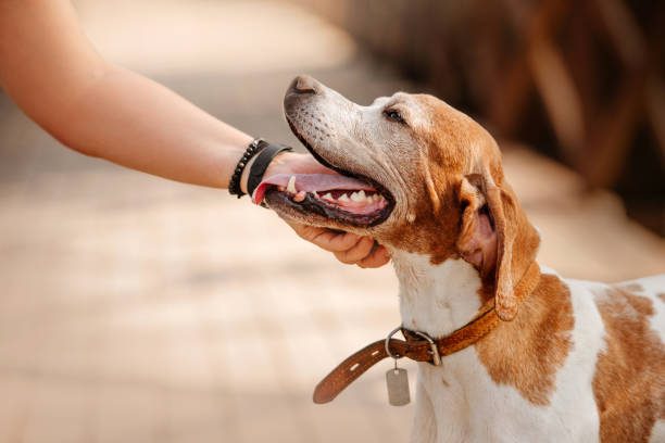 collier ou harnais pour chien - harnais pour chien zenwalk
