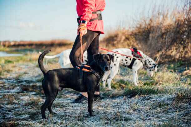chien qui tire en laisse , harnais anti-traction zenwalk