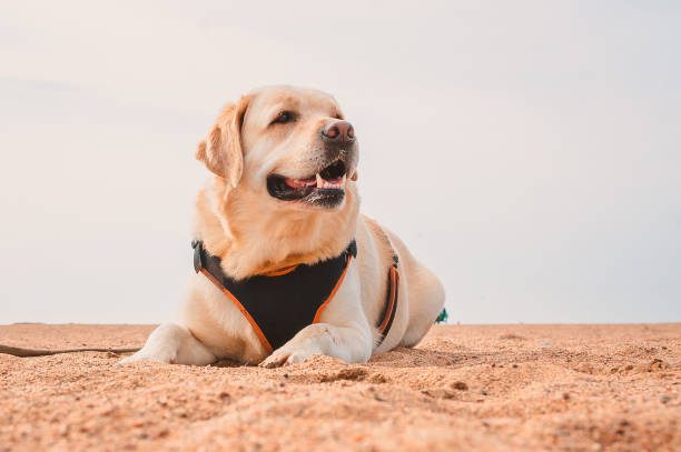 laver un harnais pour chien - Harnais anti traction Zenwalk