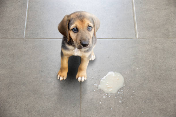 mon chien vomit jaune - chiot qui a vomit