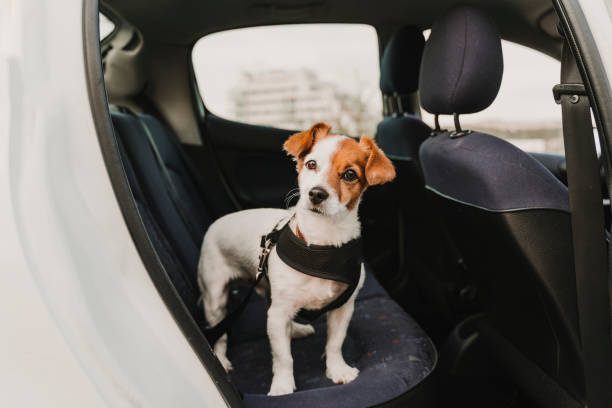 Voyager avec son chien - Chien allongé portant un harnais noir anti traction zenwalk