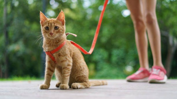 Harnais chat - chat roux portant un harnais pour chien Zenwalk