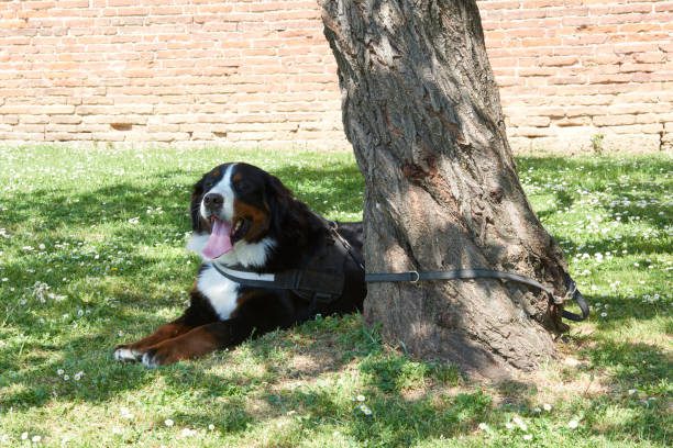 collier ou harnais pour chien - harnais anti traction zenwalk