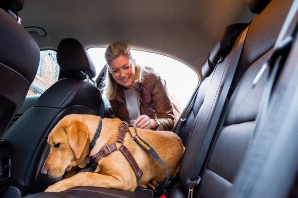 Voyager avec son chien - Chien allongé portant un harnais pour chien zenwalk