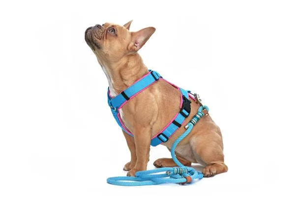 harnais en h - harnais anti traction bleu zenwalk