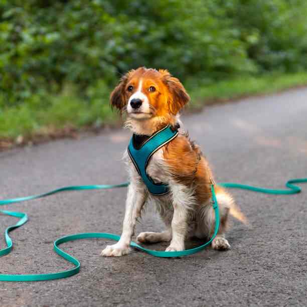Variante 3 :<br />
Harnais anti-traction ZenWalk : le harnais confort chien parfait pour les chiens dynamiques et en pleine forme.