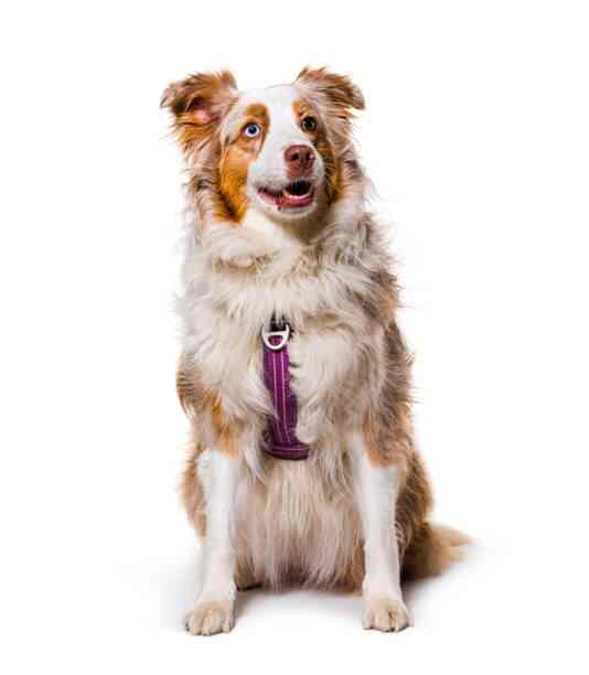 Chien détendu portant un harnais confort chien conçu pour le confort et la sécurité au quotidien.
