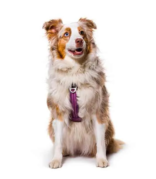 harnais zenwalk pour chien Chien détendu portant un harnais confort chien conçu pour le confort et la sécurité au quotidien.