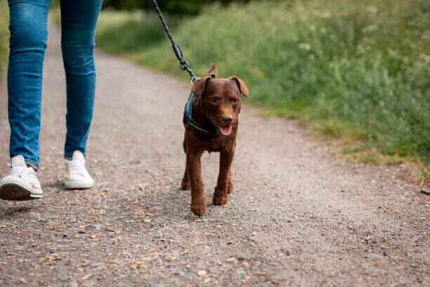 Harnais zenwalk réglable anti-traction pour chien, accessoire de promenade ergonomique.