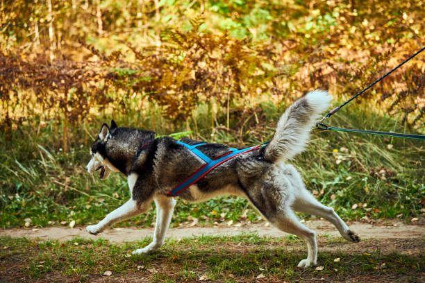 harnais canicross - chien qui court portant un harnais pour chien Zenwalk