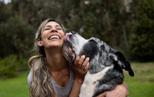 pourquoi mon chien me lèche - chien léchant sa maitresse