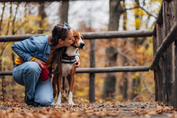éviter les irritations ou frottements sous le harnais - Harnais pour chien zenwalk