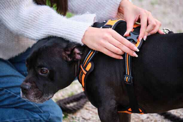 harnais chien orange zenwalk comment mettre un harnais pour chien - Accessoire harnais-chien anti-traction.
