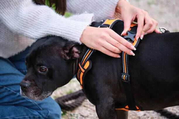 harnais chien orange zenwalk comment mettre un harnais pour chien - Accessoire harnais-chien anti-traction.