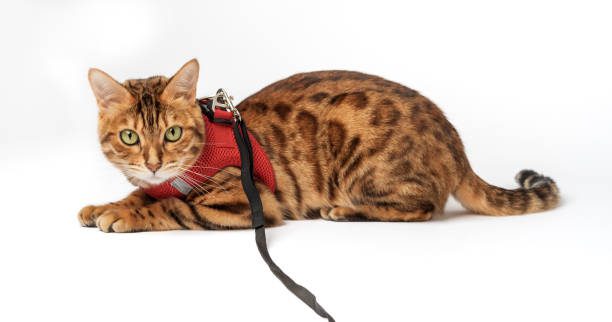 harnais chat - Chat portant un harnais zenwalk rouge