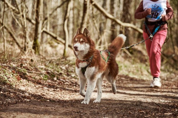 chien marron portant un harnais canicross
