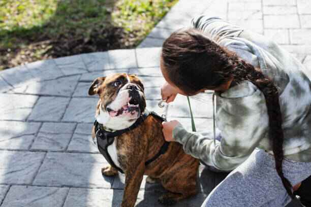 harnais anti-traction pour chien, solution efficace contre la traction en laisse.