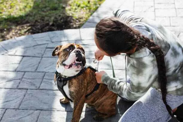 harnais chien zenwalk comment mettre un harnais pour chien . harnais anti-traction pour chien, solution efficace contre la traction en laisse.