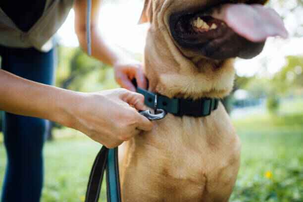 Harnais chien anti-traction confortable, idéal pour éducation et promenade quotidienne.