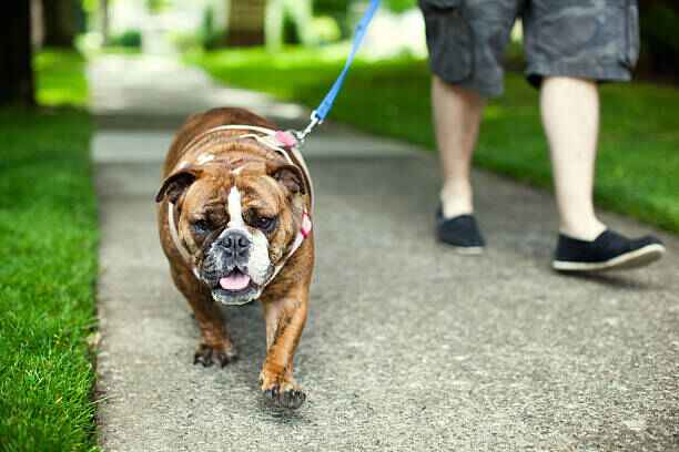 Chien calme en laisse grâce au harnais anti-traction ZenWalk, modèle anti-tirage.