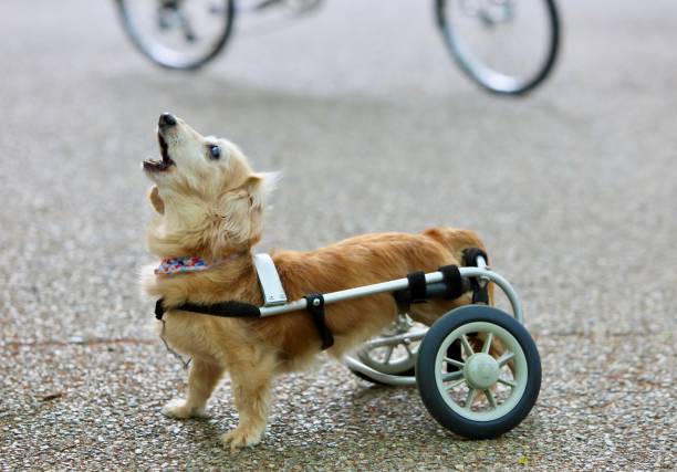 harnais pour chien handicapé - harnais anti traction zenwalk