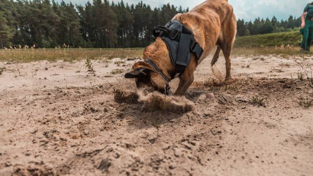 laver un harnais pour chien - Harnais pour chien zenwalk