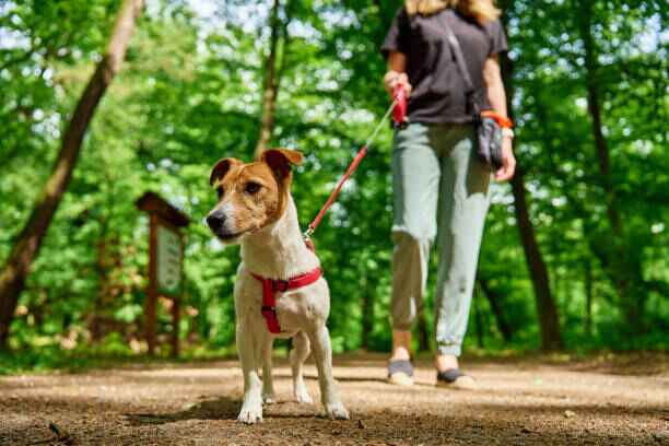 chien qui tire en laisse , harnais chien zenwalk