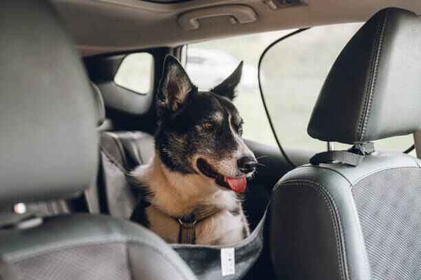 Harnais-pour-chien-voiture ZenWalk, fixation ceinture pour voyage sécurisé.