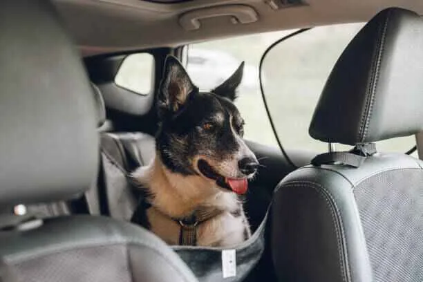 harnais zenwalk Harnais-pour-chien-voiture ZenWalk, fixation ceinture pour voyage sécurisé.
