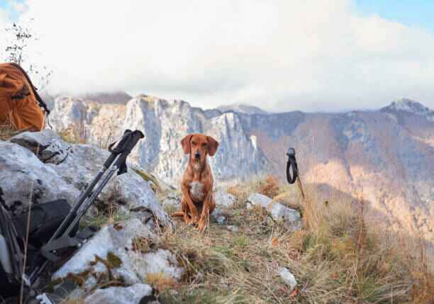 harnais randonnée zenwalk pour chien