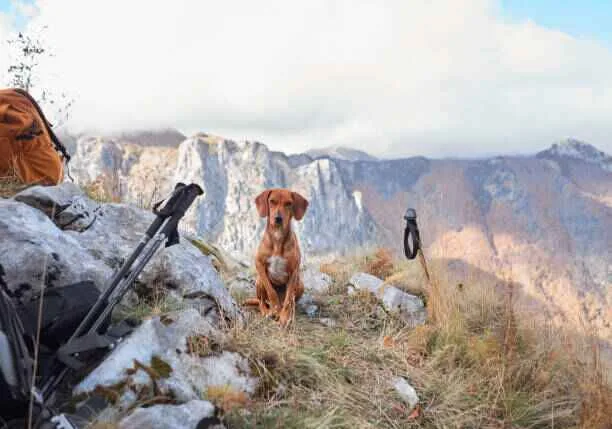harnais randonnée pour chien harnais randonnée zenwalk pour chien