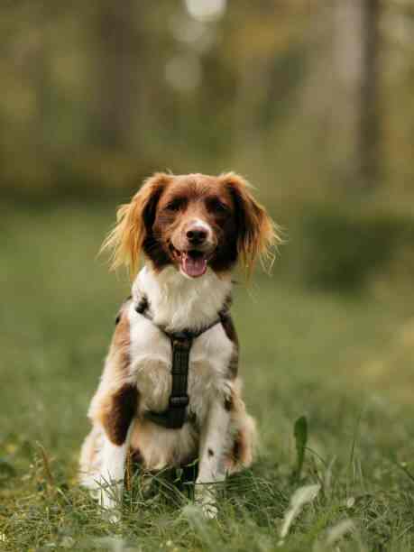 Promenade d’un chien heureux avec un harnais confort chien, alliant sécurité, ergonomie et liberté de mouvement.