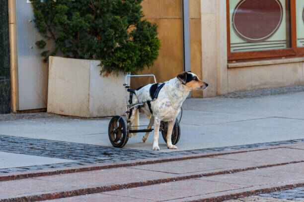 harnais pour chien handicapée zenwalk