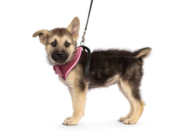 chiot portant un harnais pour chiot rose