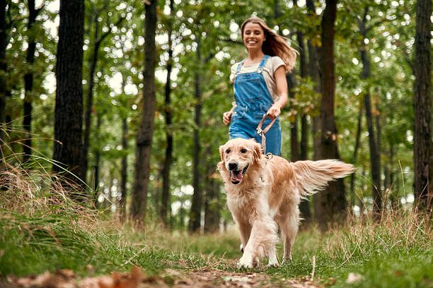 harnais de randonnée - labrador qui porte un harnais pour chien
