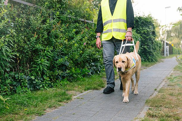 habituer son chien au harnais - chien couché avec un harnais anti traction zenwalk