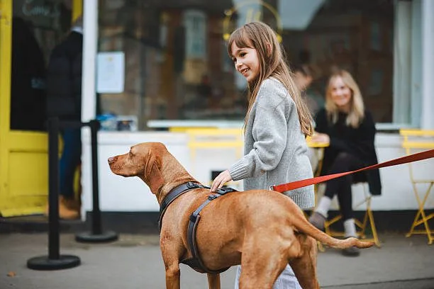 harnais en h - harnais pour chien orange et noir